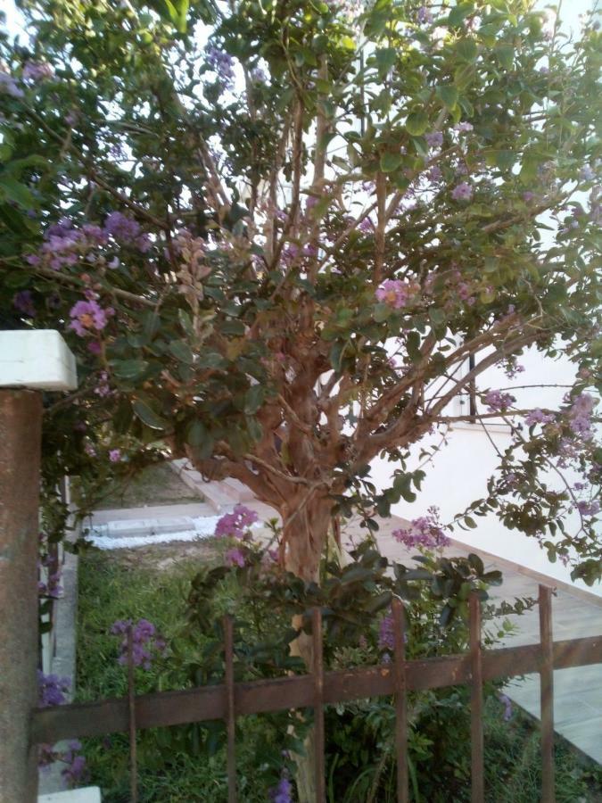 The Judas Trees Mestre Exterior foto